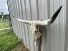 Steer Skull 4 Feet 4 Inch Wide Horns Bull Horn Mounted Cow Head