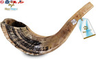 Kosher Ram Shofar Horn From Israel 12   -14  Traditional Half Polished Ram Shofa