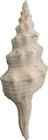 Marmarofusus Michaelrogersi  115 64 Mm  Fusinus  Fasciolariidae  Spindle  Hawaii