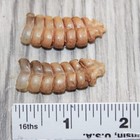 2 Rattlesnake Rattles   368    Taxidermy Diamondback Sidewinder