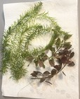 Live Freshwater Aquarium Plants Java Moss Elodea Ludwigia Bundle