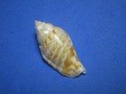 Strombus Gibbosus R  ding  1798  orange Striations    39 4mm 