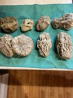 7-super Kentucky Geodized Fossils  Top Shelf Display Quality  2    To 6    