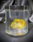 Gorgeous 170 Ct Raw Unstabilized Ethiopian Welo Opal   Please Read Description 