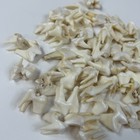 Lot Of 50 Real Coyote Molars Teeth Taxidermy Art Weird Odd Project Unqiue   3074