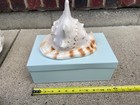 Extra Large Conch Shell     Natural Seashell Coastal Beach Decor