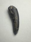 Suchomimus Tooth 