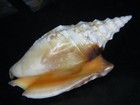 Strombus Aratrum  From Ne Australia  Largest Brute I ve Ever Seen   99mm 