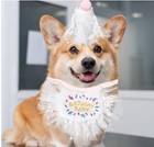 Cat Birthday Hat And Bandana Scarf  Cat Birthday Outfit Party Hat Dog Costume