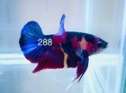 Betta Nemo Koi Male Multi Live Fish Usa High Quality  288
