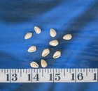   Coffee Bean Marginella Shells   10 Ivory   Shellcraft   Sailor s Valentines  
