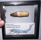 Framed Large Mosasaur Fossil Tooth Lot Dinosaur Era Marine Reptile One Per Order