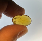 A101 Bu1877 Large 9mm Haidomyrmex Hell Ant In Burmese Amber Burmite  99 Mya
