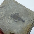 Silurian Fossil Eurypterus Remiceps  Sea Scorpion Marine Aquatic Arthropod Usa