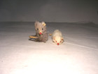 Vintage Two Original Real Fur Toys Mice White Albino Tagged West Germany   