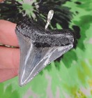 Megalodon Sharks Tooth Pendant Nice No Restorations Fossil Sharks Teeth Tooth