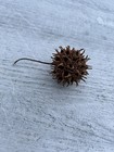Lot Of 10 Brown Sweet Gum Tree Balls - Arts   Crafts - Recently Fallen