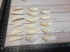 Top Real Wild Boar Teeth Boar Teeth New