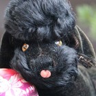 Large Steiff Dog Poodle With Button 14  50s W Collar Mohair Fur Cute