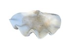 Natural Giant Clam Shell   Tridacna Gigas   14 X 9 X 6      Seashell Art Sits Flat