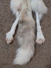 Rare Ranch Red Glow Fox Hide Pelt Freshly Tanned  Luxurious Soft Fur 4 Legs nice