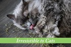 Organic Catnip 1 Ounce Fresh Natural Pet Health Care For Stress Relief