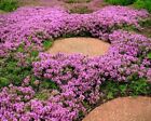 1000  Creeping Thyme Seeds   thymus Serpyllum   Perennial   Purple Groundcover