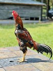 Aseel Asil aseel Hatching Eggs