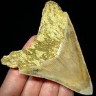 Indonesian Megalodon Shark Tooth 3 63  Real Unrestored Shark Teeth Fossils