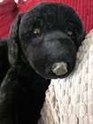 Rare Animal Alley 32  Black Labrador Plush  Vintage 2000 Toys R Us Realistic