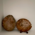 Large Natural Abalone Shells Pair   Iridescent Mother Of Pearl Coastal 7 5 Inch