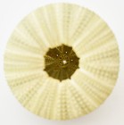 Hand Picked Green Sea Urchin Shell  2   Beach Crafts Coastal Cottage Decorating
