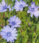 500  Chicory Seeds    Fresh Seeds     free Shipping  