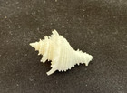 Coralliophilidae Babelomurex Lischkeanus 28 8mm Taiwan - Bright White