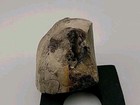 Real Permineralized Egg Fossil Bird