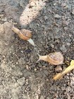 10 Live Freshwater Aquarium Snails For Beginners - Tropical Water