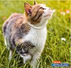 Hartz Ultraguard Flea   Tick Collar For Cats   Kittens 7 Months Protection- 1 Ct