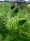 10 Pack Live Freshwater Aquarium Bladder Snails