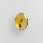 Unusual Sap Beetle In Burmese   Burmite Amber Fossil   100  Genuine Amber