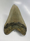 4 Inch Real Megalodon Shark Tooth Fossil Extinct Giant Genuine Light Gray Teeth