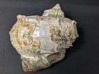 Massive  8  Dragon   Rooster Carved Turbo Shell Chinese Turban Conch Vintage