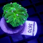 Malaysian Torch Neon Green With Purple Tips Wysiwyg - Indigo Corals - Ic 3670