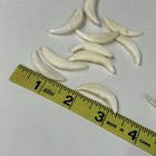 Lot Of 20 Real Coyote Fangs Molars Teeth Taxidermy Art Weird Odd Unqiue   2188