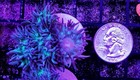 Wysiwyg 5 Head Duncan Coral Frag Live Lps Reef Tank Aquarium - Free Shipping