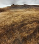 High End Brazilian Xxlarge Exotic Brindle Natural Cowhide Rug skin  Cl-211