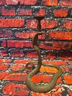 Antique Handmade Brass Cobra Candle Holder 8  Tall - Unique