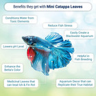 50 Pcs Catappa Indian Almond Leaves For Betta Fish Tank Aquarium  2    Water Condi