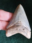 Golden Beach Killer Megalodon Shark Tooth Teeth Fossil Insane Color Beautiful 