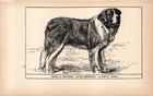 Antique 1900 St Bernard Print  Ch Sir Bedivere Saint Bernard Moore Art 6784a