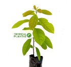 Marcus Pumpkin Avocado Tree     Live Tropical Fruit Tree     Rare Variety